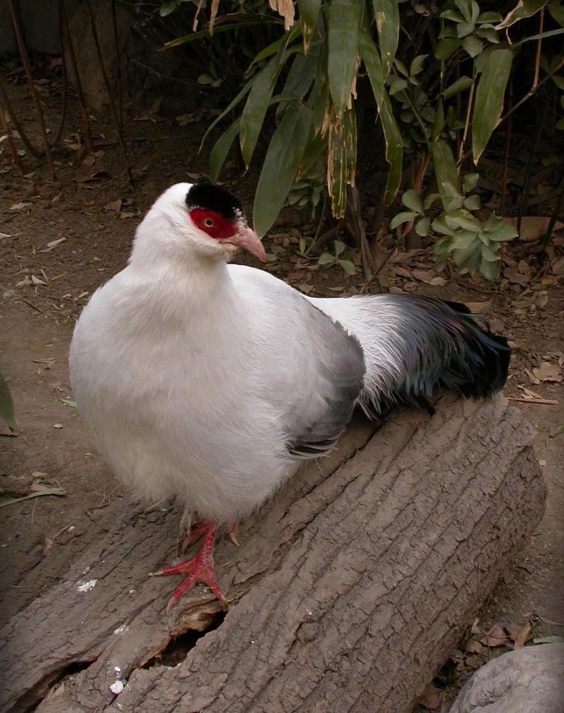 White Eared Pheasant (Crossoptilon crossoptilon) - Wiki; DISPLAY FULL IMAGE.