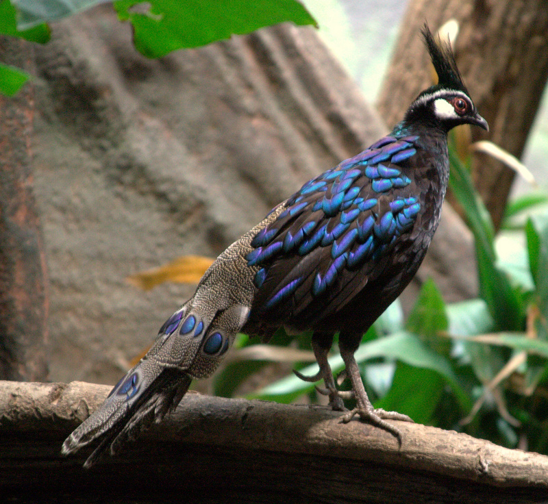 Palawan Peacock-pheasant (Polyplectron napoleonis) - Wiki; DISPLAY FULL IMAGE.