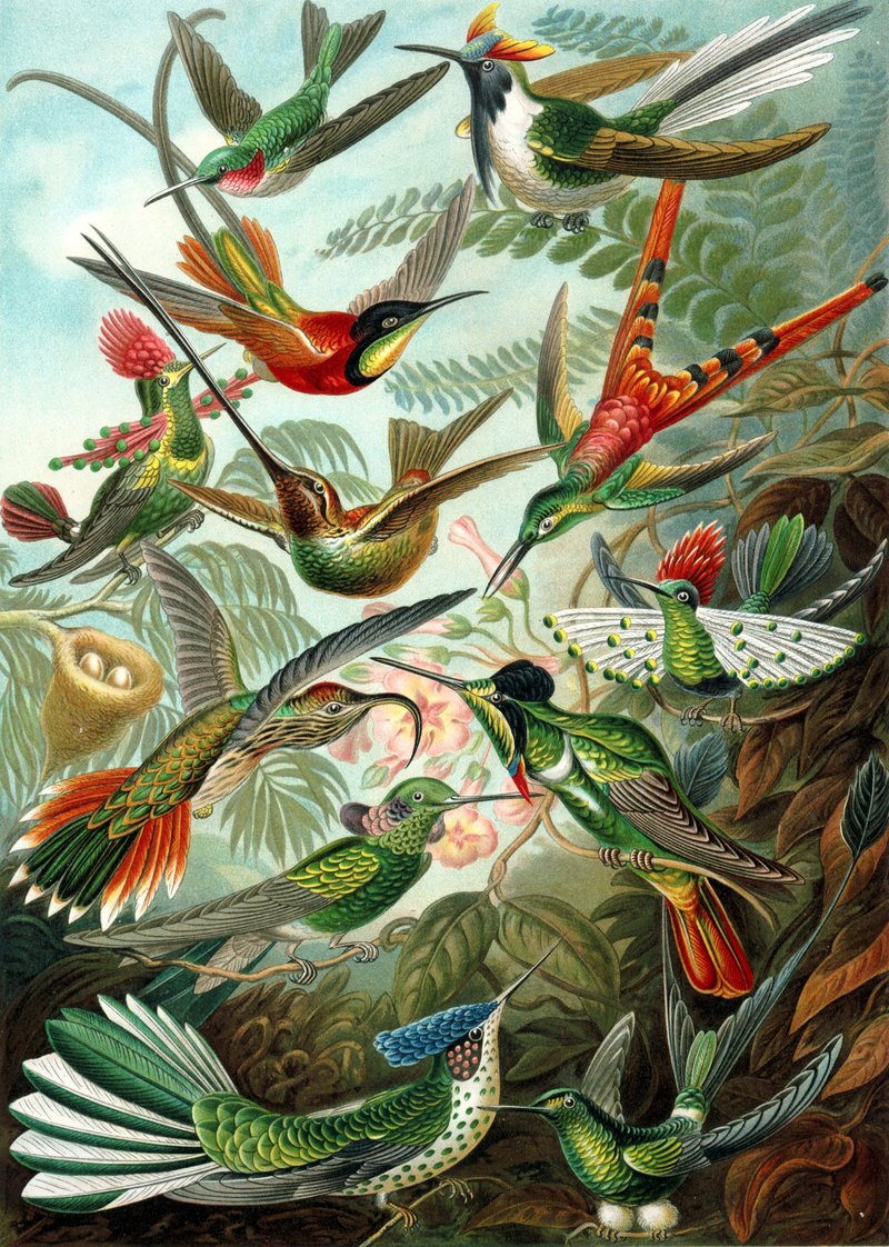 Hummingbird (Family: Trochilidae) - Wiki; DISPLAY FULL IMAGE.