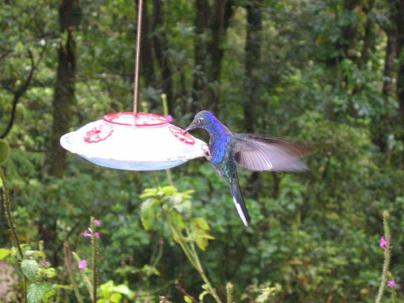 Violet Sabrewing Hummingbird (Campylopterus hemileucurus) - Wiki; DISPLAY FULL IMAGE.