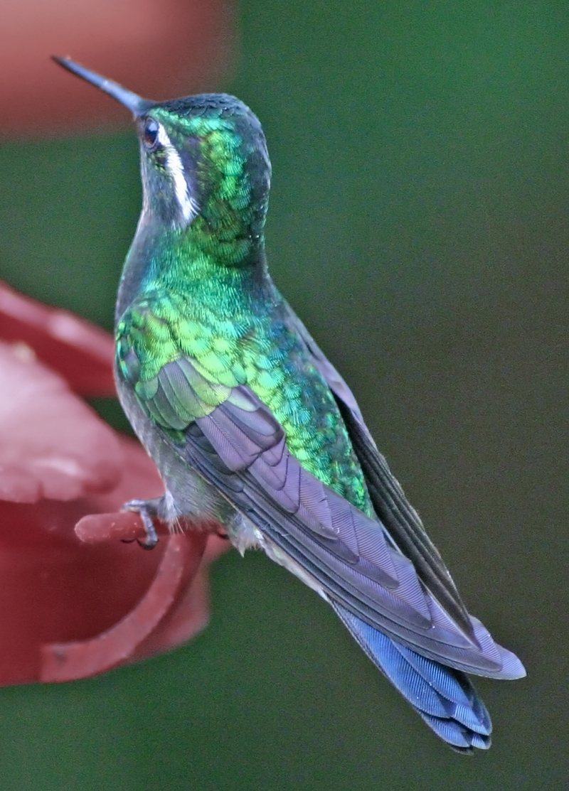 Purple-throated Mountain-gem Hummingbird (Lampornis calolaemus) - Wiki; DISPLAY FULL IMAGE.
