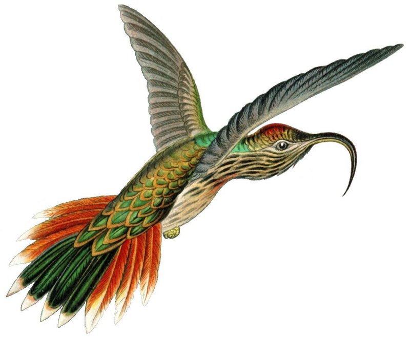 Buff-tailed Sicklebill Hummingbird (Eutoxeres condamini) - Wiki; DISPLAY FULL IMAGE.