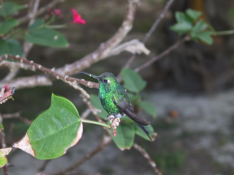Cuban Emerald Hummingbird (Chlorostilbon ricordii) - Wiki; DISPLAY FULL IMAGE.