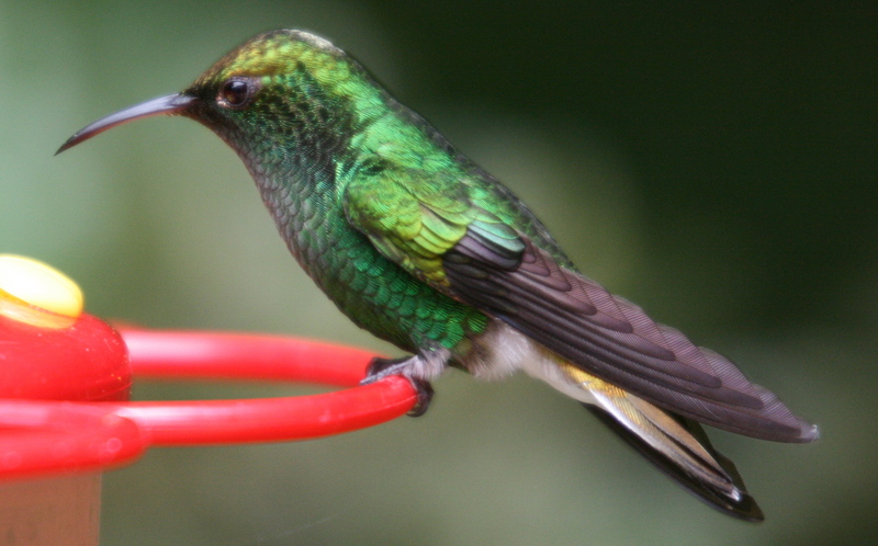 Coppery-headed Emerald Hummingbird (Elvira cupreiceps) - Wiki; DISPLAY FULL IMAGE.