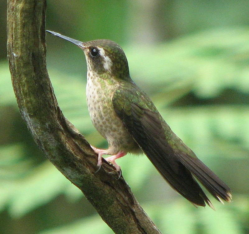 Speckled Hummingbird (Adelomyia melanogenys) - Wiki; DISPLAY FULL IMAGE.