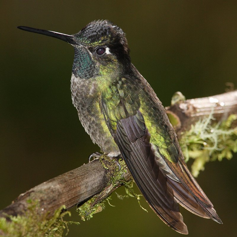 Magnificent Hummingbird (Eugenes fulgens) - Wiki; DISPLAY FULL IMAGE.