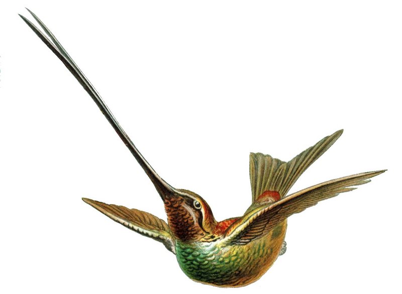 Sword-billed Hummingbird (Ensifera ensifera) - Wiki; DISPLAY FULL IMAGE.