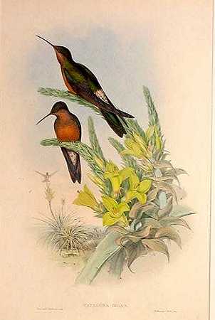 Giant Hummingbird (Patagona gigas) - Wiki; Image ONLY
