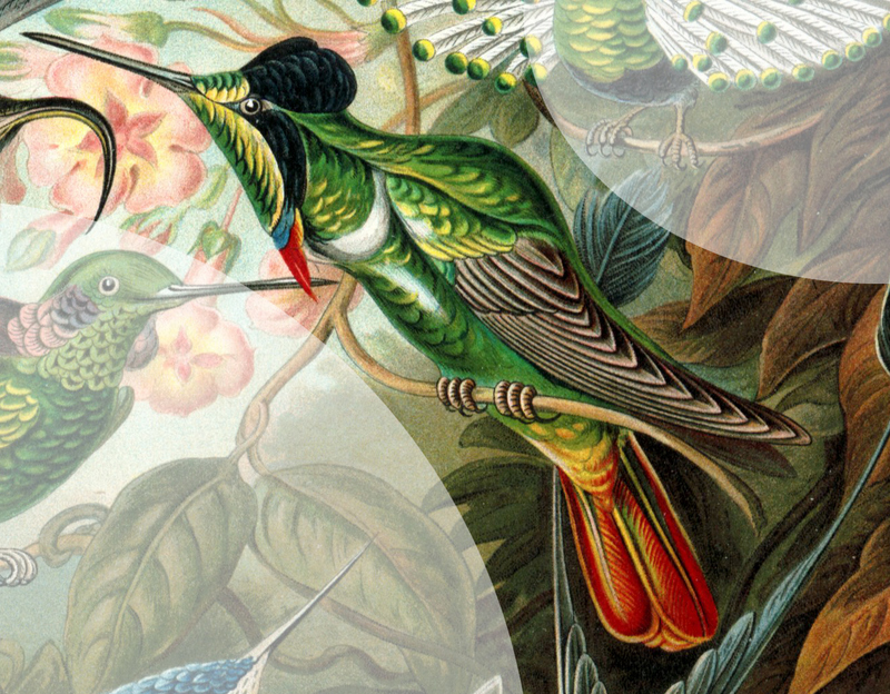 Hooded Visorbearer Hummingbird (Augastes lumachella) - Wiki; DISPLAY FULL IMAGE.