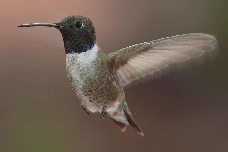 Black-chinned Hummingbird (Archilochus alexandri) - Wiki; DISPLAY FULL IMAGE.