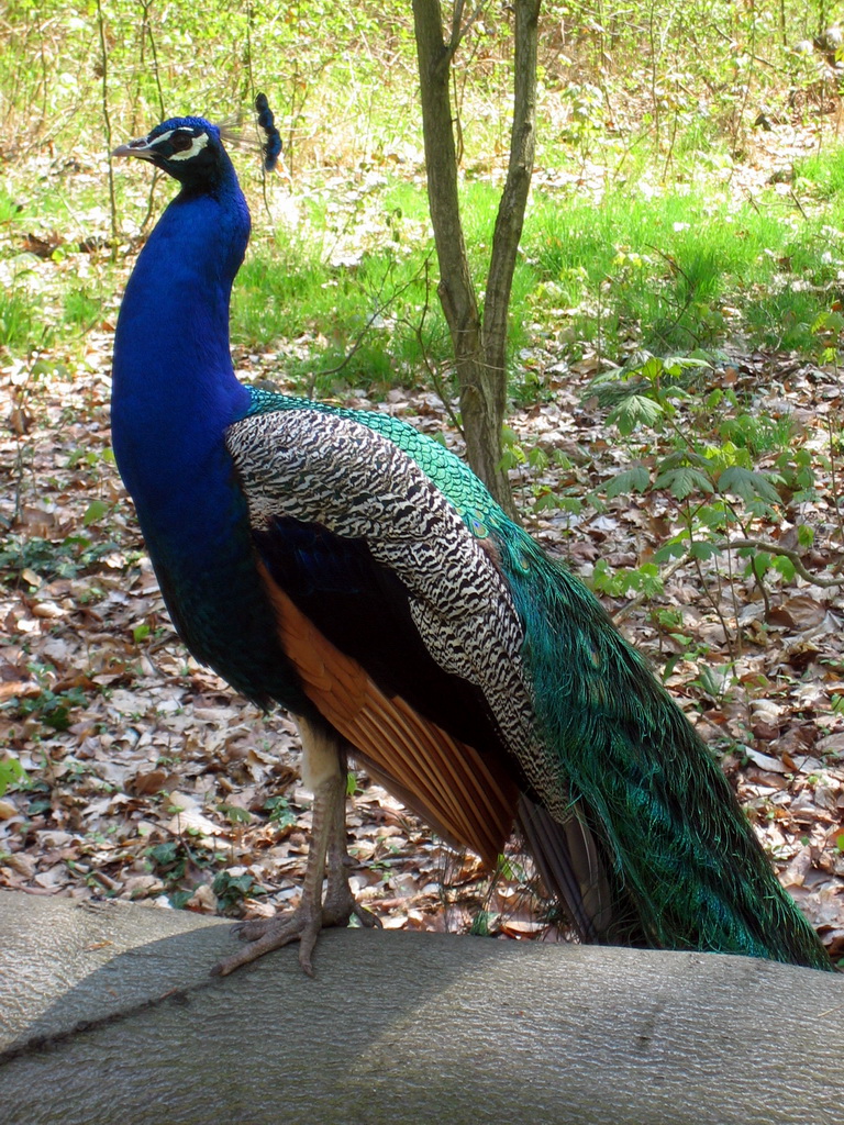 Indian peafowl - Wikipedia