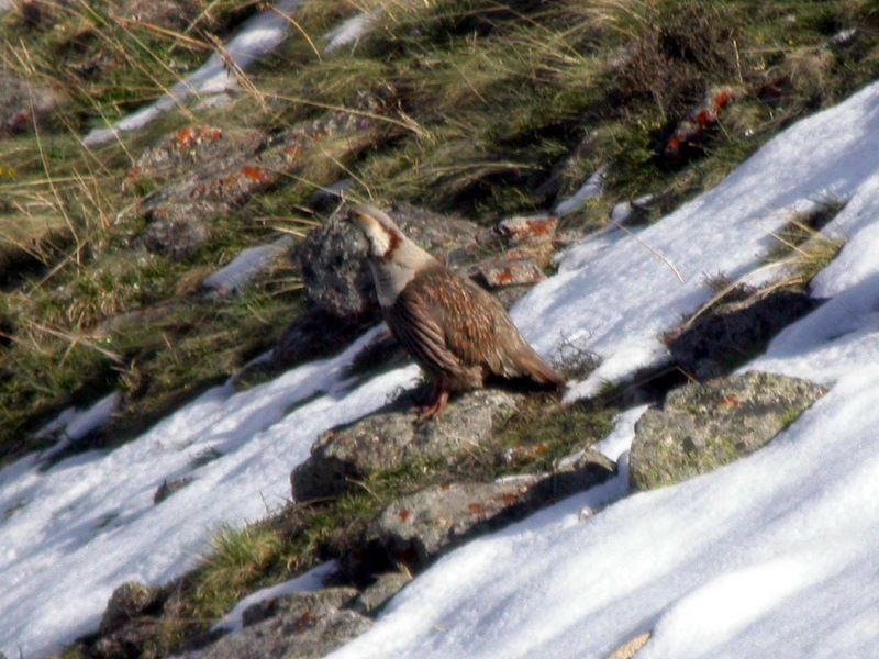 Himalayan Snowcock (Tetraogallus himalayensis) - Wiki; DISPLAY FULL IMAGE.
