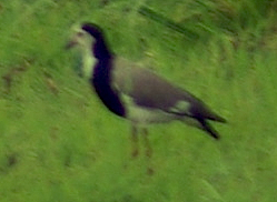 Long-toed Lapwing (Vanellus crassirostris) - Wiki; Image ONLY