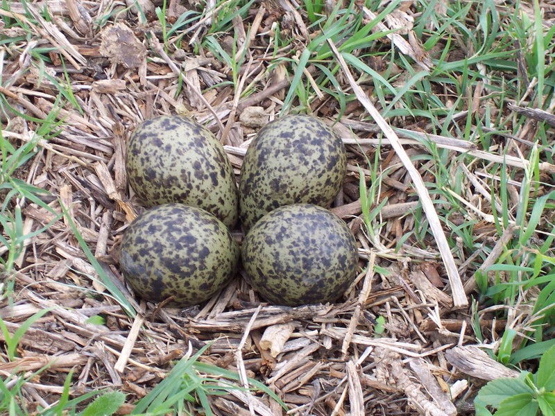 Masked Lapwing (Vanellus miles) eggs; DISPLAY FULL IMAGE.