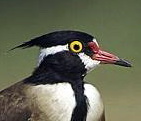 Black-headed Lapwing (Vanellus tectus) - Wiki; Image ONLY