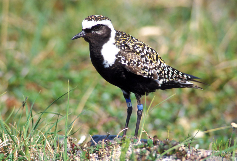 American Golden Plover (Pluvialis dominica) - Wiki; DISPLAY FULL IMAGE.