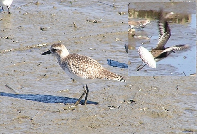 Grey Plover (Pluvialis squatarola) in first-winter plumage; DISPLAY FULL IMAGE.