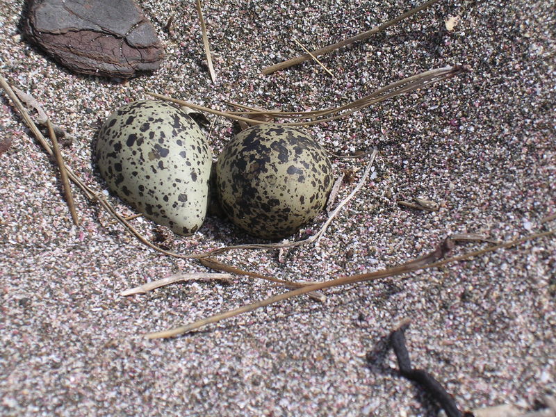 New Zealand Dotterel (Charadrius obscurus) eggs; DISPLAY FULL IMAGE.