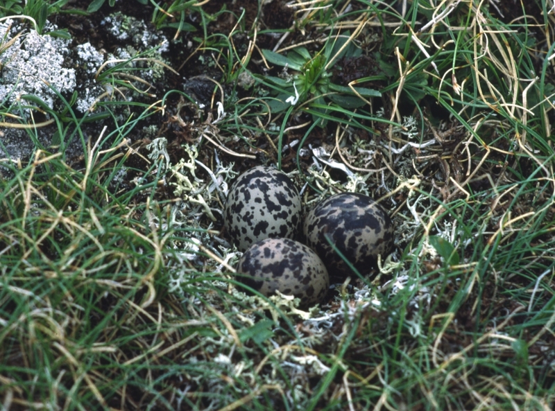 Eurasian Dotterel (Charadrius morinellus) nest and eggs; DISPLAY FULL IMAGE.