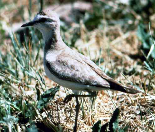 Mountain Plover (Charadrius montanus) - Wiki; Image ONLY