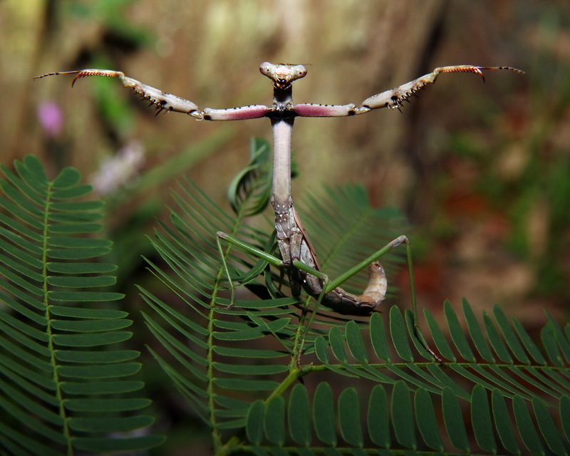 Large Brown Mantid (Archimantis latistyla) - A praying mantis in defense pose; DISPLAY FULL IMAGE.