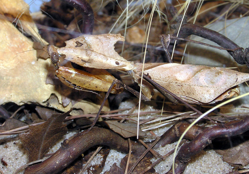 Dead Leaf Mantis (Deroplatys desiccata) camouflage; DISPLAY FULL IMAGE.