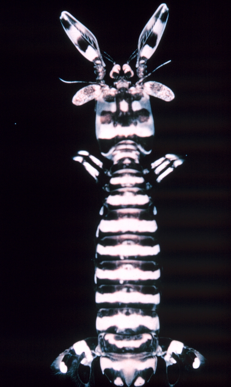 Mantis Shrimp (Order: Stomatopoda) - Wiki; DISPLAY FULL IMAGE.