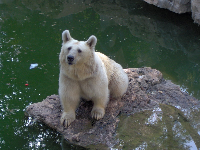 Bears (Family: Ursidae) - Wiki; DISPLAY FULL IMAGE.