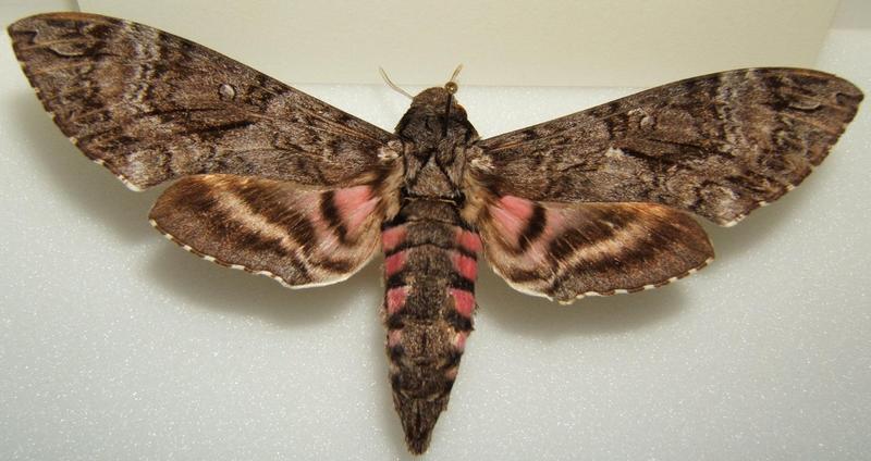 Pink-spotted Hawkmoth (Agrius cingulata) - Wiki; DISPLAY FULL IMAGE.