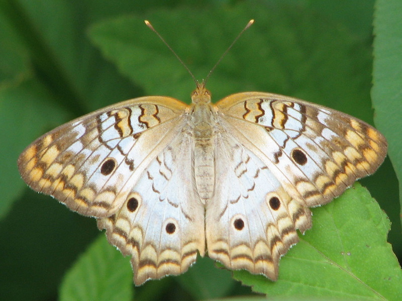 White Peacock Butterfly (Anartia jatrophae) - Wiki; DISPLAY FULL IMAGE.