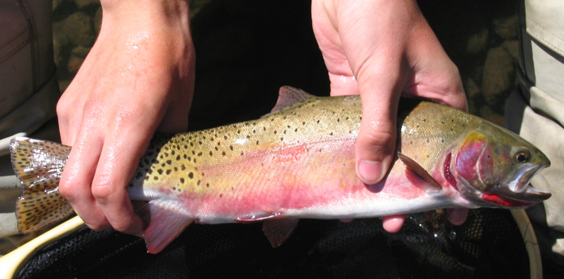 Rio Grande Cutthroat Trout (Oncorhynchus clarki virginalis) - Wiki; DISPLAY FULL IMAGE.