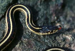 Common Garter Snake (Thamnophis sirtalis) - Wiki; Image ONLY