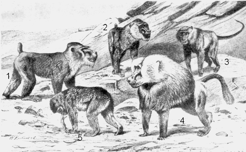 Old World Monkey (Family: Cercopithecidae) - Wiki; DISPLAY FULL IMAGE.