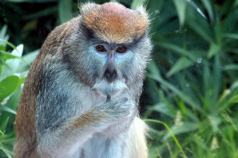 Patas Monkey (Erythrocebus patas) - Wiki; DISPLAY FULL IMAGE.