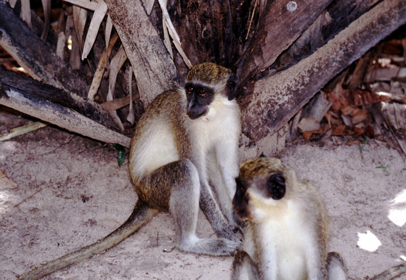 Grivet, Vervet Monkey (Chlorocebus aethiops) - Wiki; DISPLAY FULL IMAGE.