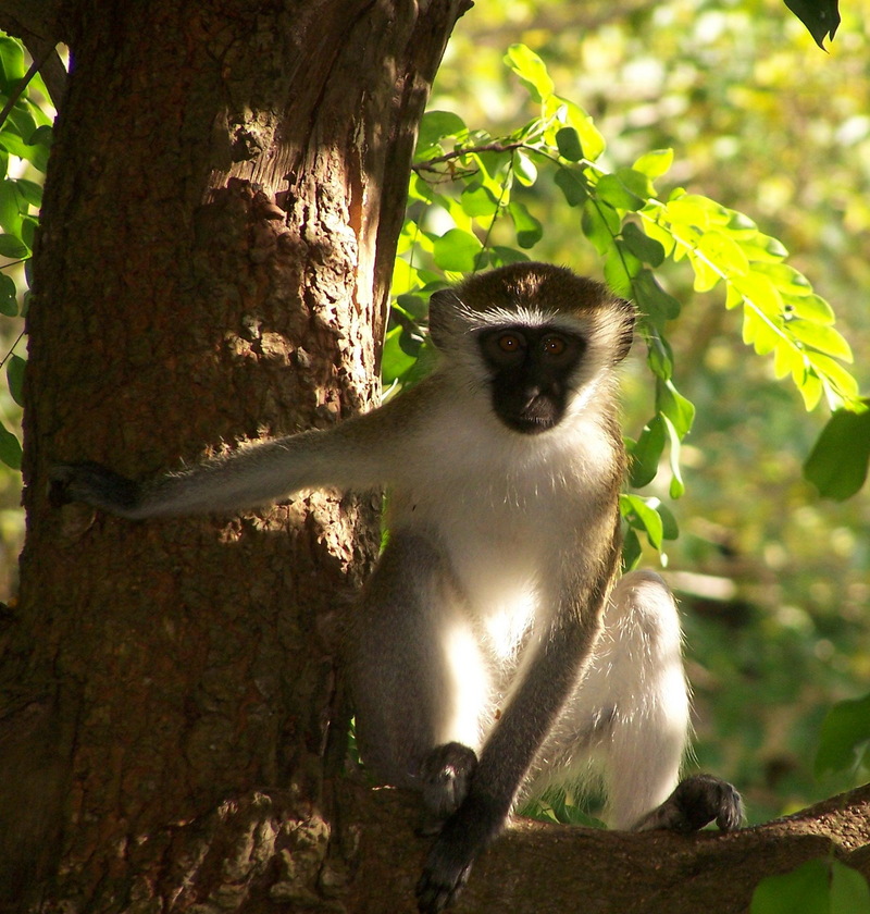 Vervet Monkey (Chlorocebus pygerythrus) - Wiki; DISPLAY FULL IMAGE.