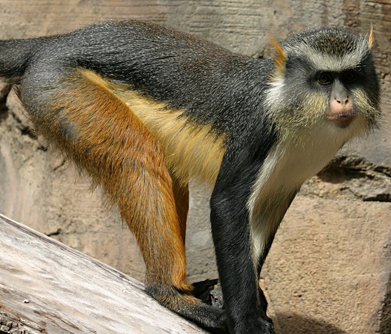 Mona Monkey, Cercopithecus mona; DISPLAY FULL IMAGE.