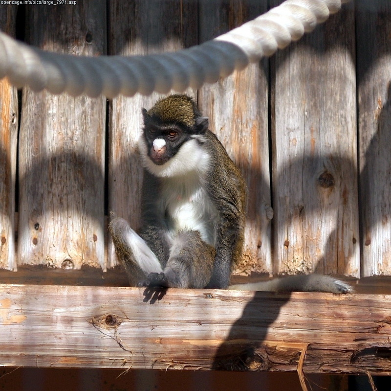 Lesser Spot-nosed Monkey (Cercopithecus petaurista) - Wiki; DISPLAY FULL IMAGE.
