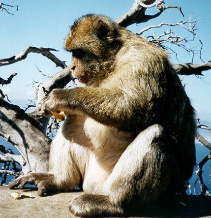 Barbary Macaque (Macaca sylvanus) - Wiki; Image ONLY