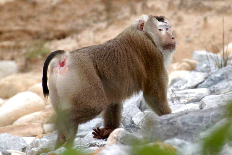 Southern Pig-tailed Macaque (Macaca nemestrina) - Wiki; DISPLAY FULL IMAGE.