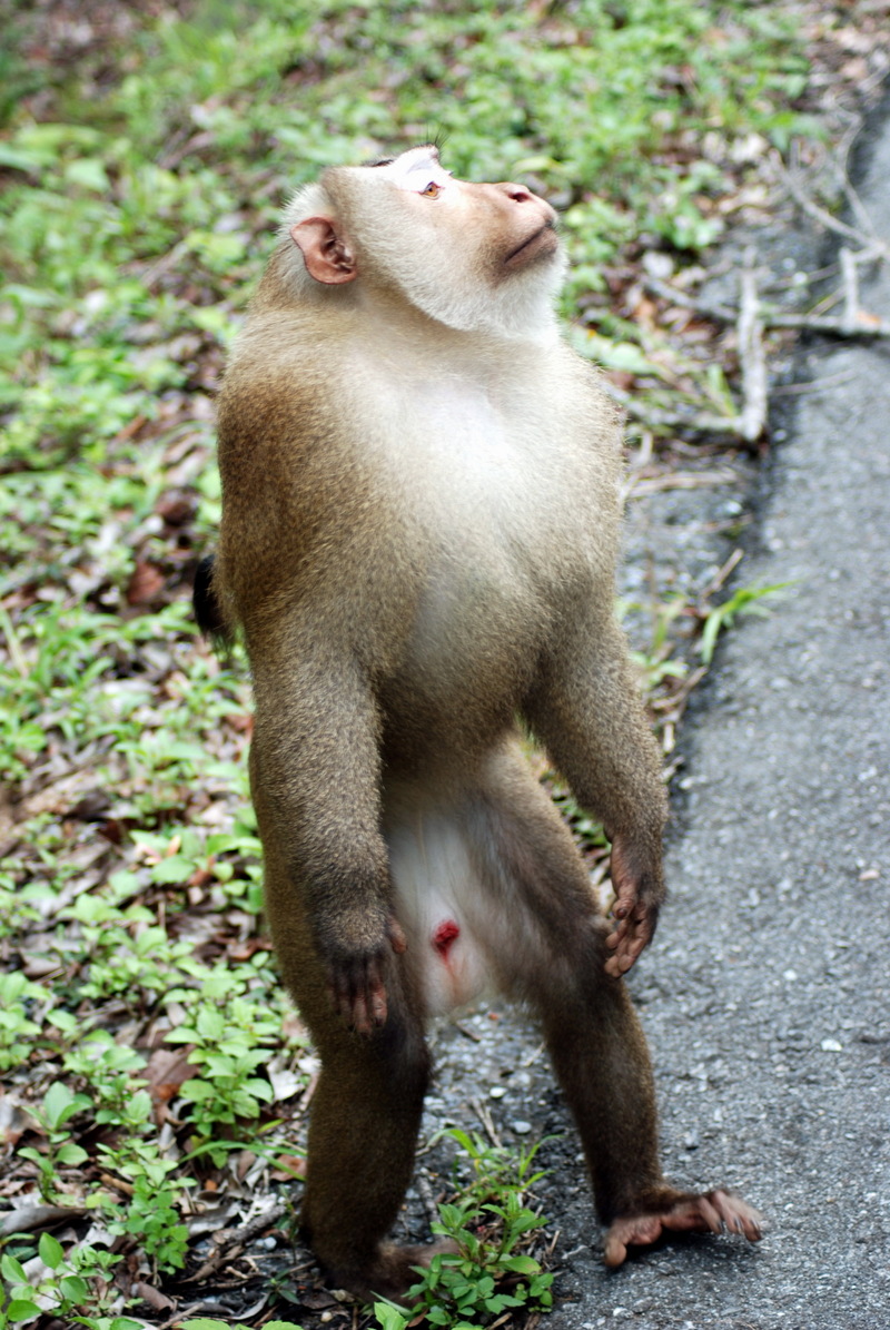Northern Pig-tailed Macaque (Macaca leonina) - Wiki; DISPLAY FULL IMAGE.
