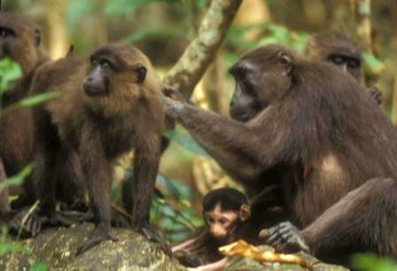 Moor Macaque (Macaca maura) - Wiki; DISPLAY FULL IMAGE.