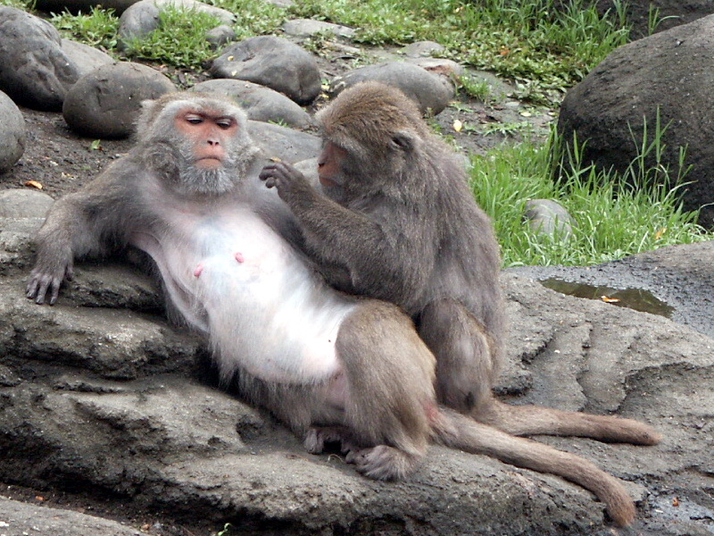 Formosan Rock Macaque (Macaca cyclopis) - Wiki; DISPLAY FULL IMAGE.