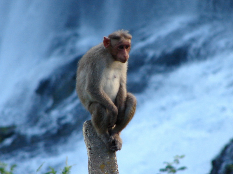 Bonnet Macaque (Macaca radiata) - Wiki; DISPLAY FULL IMAGE.