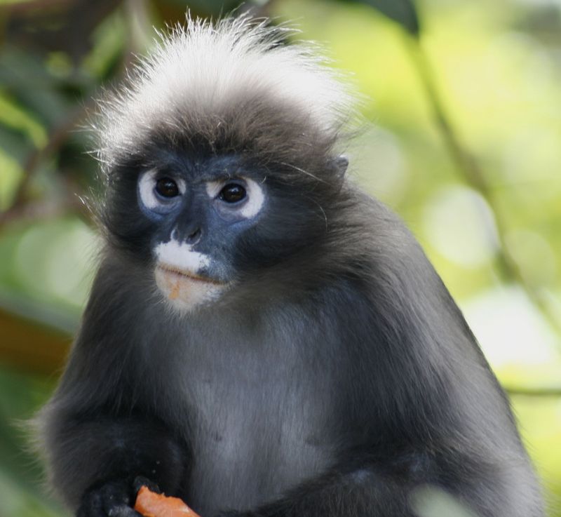 Dusky Leaf Monkey (Trachypithecus obscurus) - Wiki; DISPLAY FULL IMAGE.