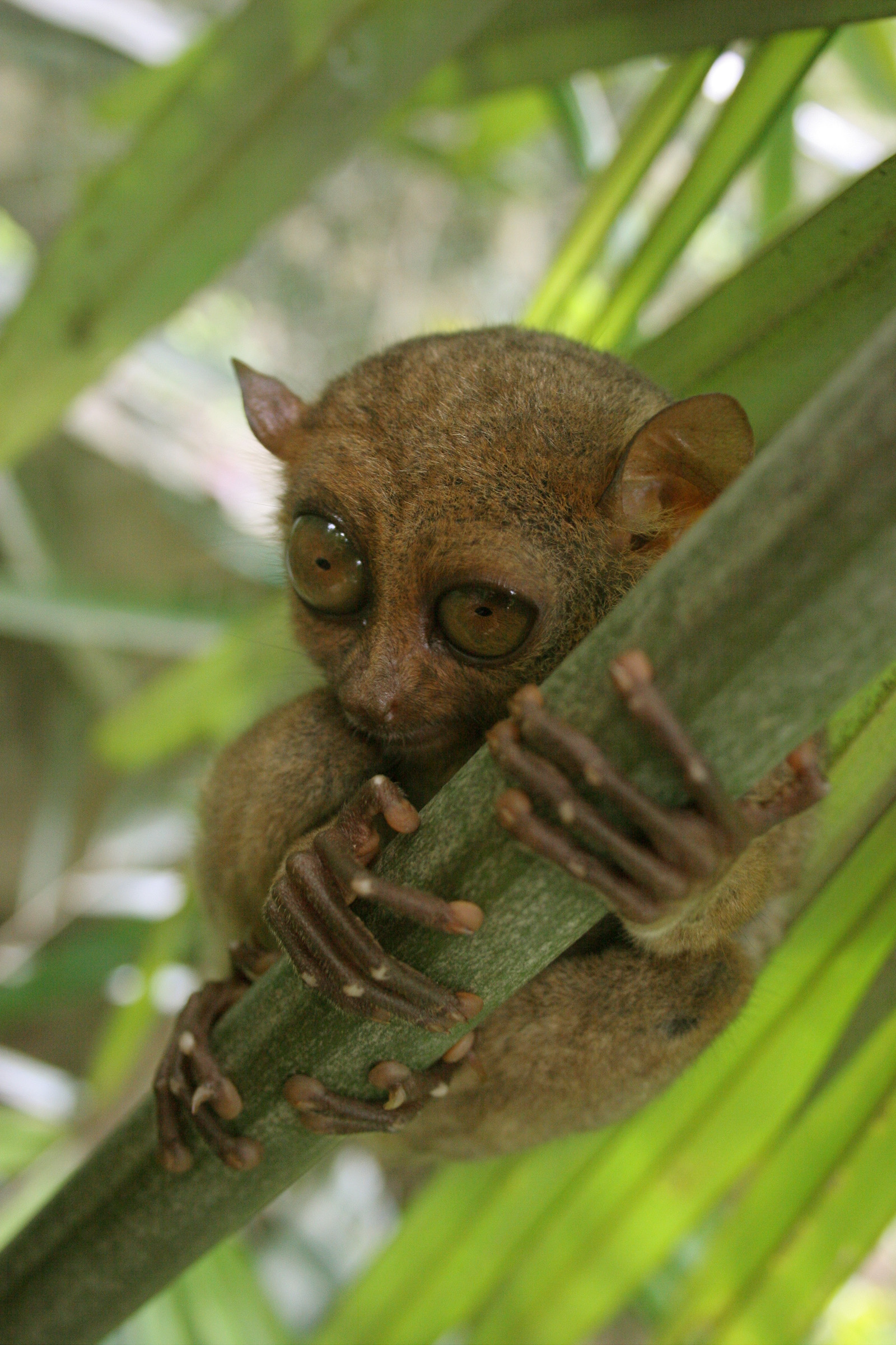 Philippine Tarsier Tarsius Syrichta Wiki Image ONLY