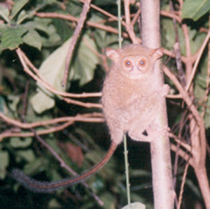Spectral Tarsier (Tarsius tarsier) - Wiki; Image ONLY
