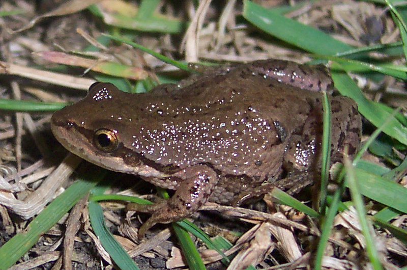 Boreal Chorus Frog (Pseudacris maculata) - Wiki; DISPLAY FULL IMAGE.