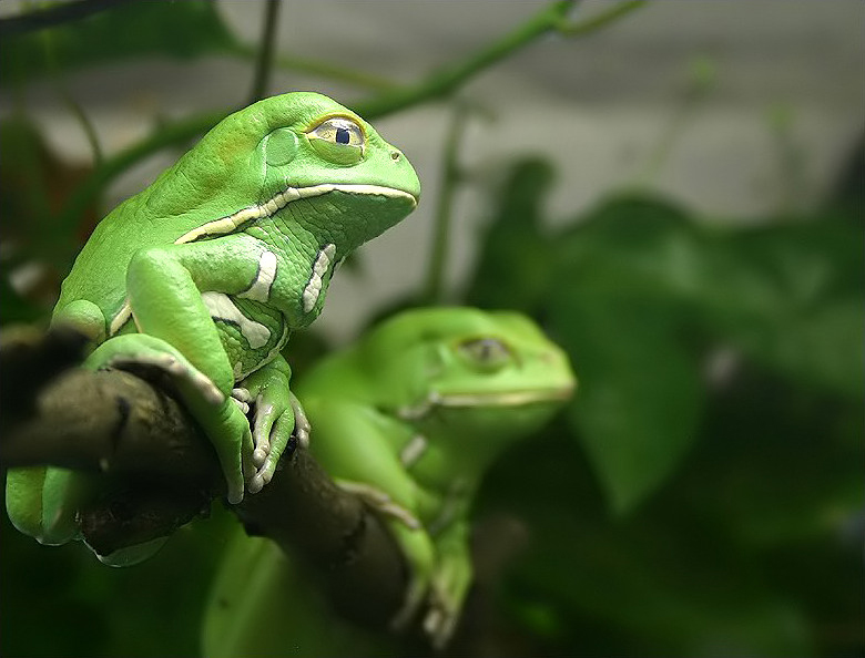 Waxy Monkey Leaf Frog (Phyllomedusa sauvagii) - Wiki; Image ONLY