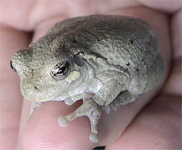 Gray Tree Frog (Hyla versicolor) - Wiki; Image ONLY